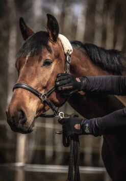 Hestra Ergo Grip Equestrian 5-finger 7 Hestra Ergo Grip Equestrian 5-finger -Hestra 290 cd66c0f808 e1a9689 original